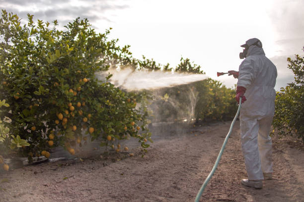 Best Bed Bug Extermination  in Palestine, IL
