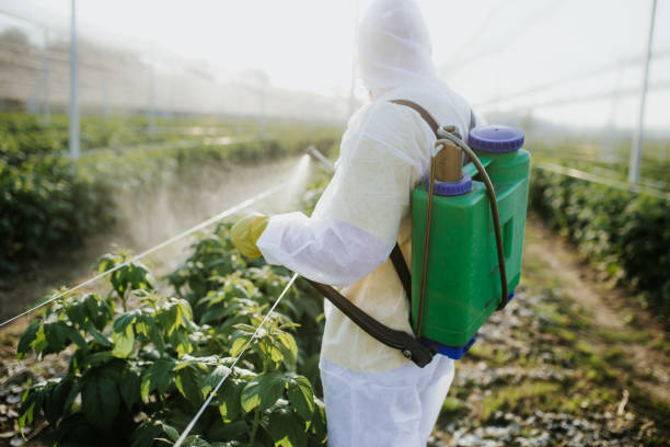 Best Termite Control Services  in Palestine, IL